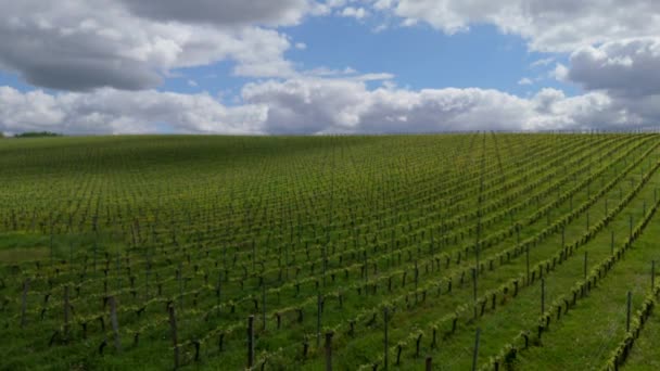 春の日の出 ボルドーヴィニヤード ランゴイラン ジロンド フランス 高品質の4K映像でのブドウ畑の空撮 ロイヤリティフリーのストック動画