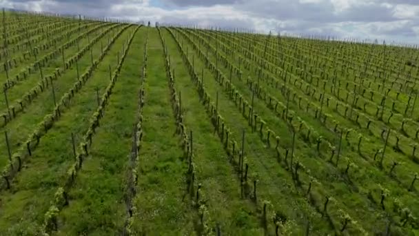 春の日の出 ボルドーヴィニヤード ランゴイラン ジロンド フランス 高品質の4K映像でのブドウ畑の空撮 動画クリップ