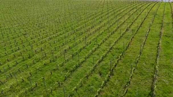 春の日の出 ボルドーヴィニヤード ランゴイラン ジロンド フランス 高品質の4K映像でのブドウ畑の空撮 ロイヤリティフリーストック映像