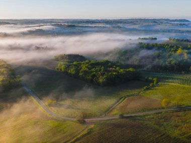 Bordeaux üzüm bağının sisli Rions, Gironde, Fransa 'daki gündoğumunda hava manzarası. Yüksek kalite fotoğraf
