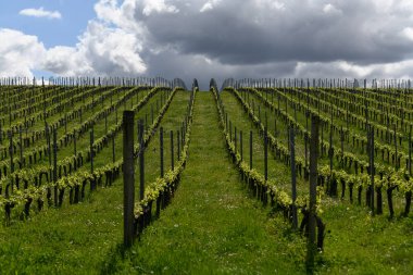 Bahar mevsiminde üzüm bağlarının hava manzarası, Bordeaux Vineyard, Langoiran, Gironde, Fransa, yüksek kalite 4k görüntü