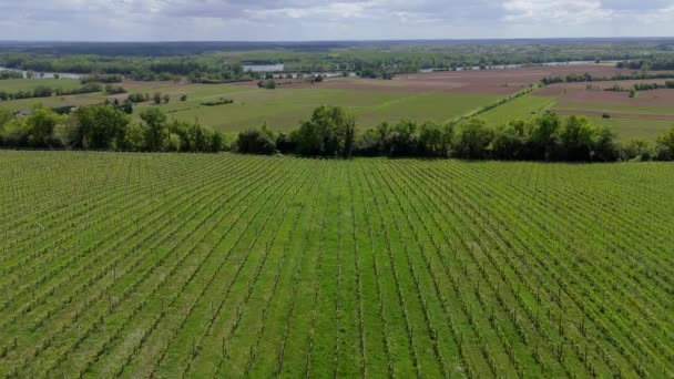 Vista Aérea Vinha Primavera Nascer Sol Bordeaux Vineyard Langoiran Gironde — Vídeo de Stock