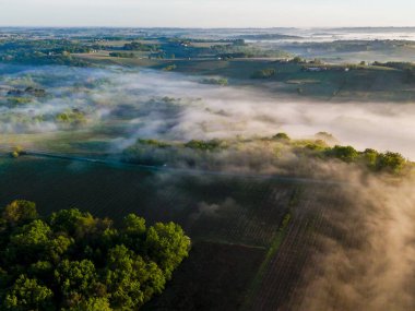 Bordeaux üzüm bağının sisli Rions, Gironde, Fransa 'daki gündoğumunda hava manzarası. Yüksek kalite fotoğraf