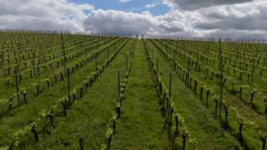 Bahar mevsiminde üzüm bağlarının hava manzarası, Bordeaux Vineyard, Langoiran, Gironde, Fransa, yüksek kalite 4k görüntü