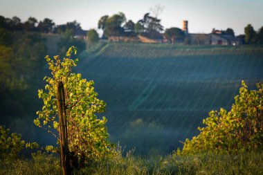 Bahar mevsiminde üzüm bağlarının hava manzarası, Bordeaux Vineyard, Langoiran, Gironde, Fransa, yüksek kalite 4k görüntü