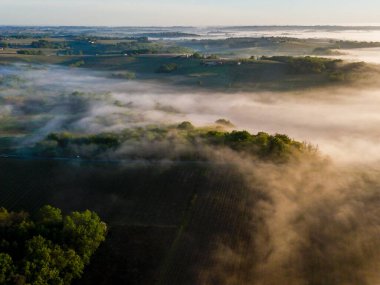 Bordeaux üzüm bağının sisli Rions, Gironde, Fransa 'daki gündoğumunda hava manzarası. Yüksek kalite fotoğraf