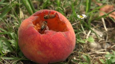Zaman Arısı Şeftali Arıları sulu şeftali meyveleri yer, yakın plan, bir sürü arı sulu olgun şeftali etlerinin üzerinde oturur, makro shot. Böcekler ve böcekler yiyeceği bozar, yüksek kalite 4K görüntü.
