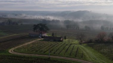 AERİAL VINEYARD, BORDEAUX VINEYARD, FRANCE, FRANCE, yüksek kaliteli 4K görüntü