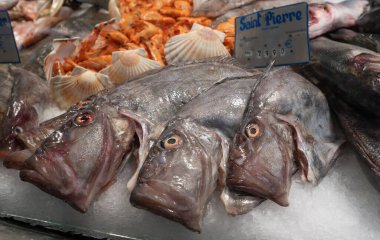 Ağaç John Dory Balığı, Buz Masası 'nın Aziz Pierre' i olarak da bilinir. Yüksek kalite fotoğraf