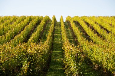Sunset Peyzaj Bordeaux Şaraphane Fransa, Avrupai Doğa. Yüksek kalite fotoğraf