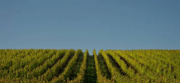 stock image Sunset landscape bordeaux wineyard france, europe Nature. High quality photo