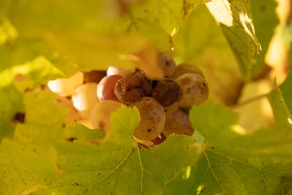 stock image Noble rot of a wine grape, botrytised grapes in sunshine. High quality photo