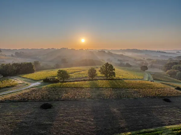 Sunset Peyzaj Bordeaux Şaraphane Fransa, Avrupai Doğa. Yüksek kalite fotoğraf