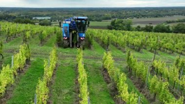 Bordeaux Vineyard, Langoiran 'daki üzüm biçme makinesinin hava görüntüsü. Yüksek kalite 4k görüntü