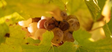 Noble rot of white wine grape, botrytised grapes in sunshine, Sauternes, France. High quality photo clipart