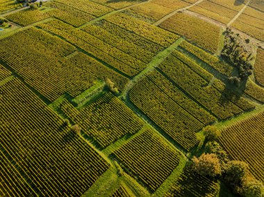 Hava manzarası, Bordeaux üzüm bağı, Fransa 'nın güneybatısında manzara üzüm bağı, Sainte-Croix-du-Mont, yüksek kaliteli fotoğraf.