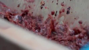 Şarap yapımı. Şarap üretimi. Üzümlerden meyve suyu sıkıyorum. Yüksek kalite 4k görüntü