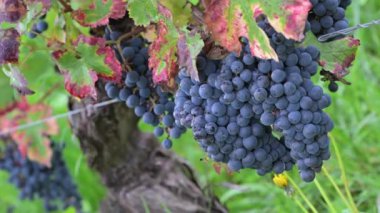 Üzüm bağındaki üzüm bağları sonbahar hasadı için hazır. Yüksek kalite 4k görüntü
