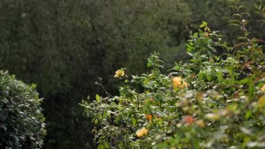 Bahçeye Düşen Yağmur Damlaları ve Güller Flourish, Doğanın Gücünü ve Güzelliğini Sembolize Ediyor, Yüksek Kaliteli 4k görüntü