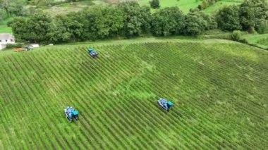 Bordeaux Vineyard, Langoiran 'daki üzüm biçme makinesinin hava görüntüsü. Yüksek kalite 4k görüntü