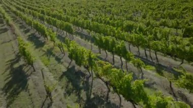 Yazın gündoğumunda Bordeaux Vineyard, Gironde, Fransa 'da üzüm bağının hava manzarası. Yüksek kalite 4k görüntü
