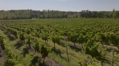 Yazın gündoğumunda Bordeaux Vineyard, Gironde, Fransa 'da üzüm bağının hava manzarası. Yüksek kalite 4k görüntü