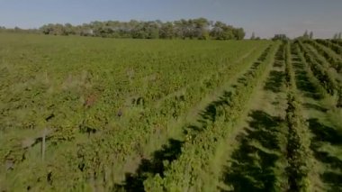 Yazın gündoğumunda Bordeaux Vineyard, Gironde, Fransa 'da üzüm bağının hava manzarası. Yüksek kalite 4k görüntü
