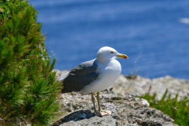 Martılar ve vahşi yaşam, Ile de Porquerolles, Provence, Fransa. Yüksek kalite fotoğraf