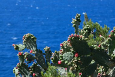 Mavi arka planda kaktüs tomurcukları, Örümcek ağı, Porquerolles Adası, Fransa, yüksek kaliteli fotoğraf