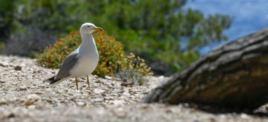 Seagulls and wildlife, Ile de Porquerolles, Provence, France. High quality photo clipart