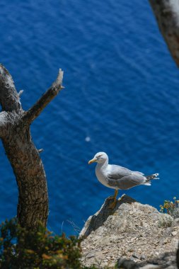 Martılar ve vahşi yaşam, Ile de Porquerolles, Provence, Fransa. Yüksek kalite fotoğraf