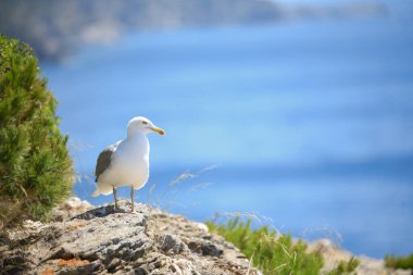 Martılar ve vahşi yaşam, Ile de Porquerolles, Provence, Fransa. Yüksek kalite fotoğraf