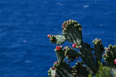 Mavi arka planda kaktüs tomurcukları, Örümcek ağı, Porquerolles Adası, Fransa, yüksek kaliteli fotoğraf