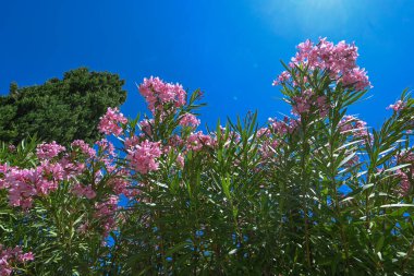 Bir demet pembe kokulu Oleander çiçeği ya da Rose Körfezi çiçekleri yaz mevsiminde yeşil yaprakların üzerinde çiçek açan bitkiler. Yüksek kalite fotoğraf