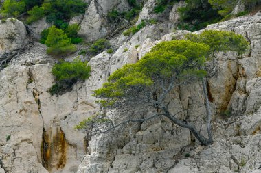 Marsilya, Fransa - 9 Haziran 2024: Provence, Calanques Ulusal Parkı 'nda En-Vau' lu Calanque, bir tekne turunda görüldü.