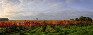 Bordeaux üzüm bağları, Bordeaux üzüm bağları, sonbaharda gündoğumunda Bordeaux üzüm bağları, Entre deux mers, Langoiran, Gironde çevresindeki sonbahar manzaraları. Yüksek kalite fotoğraf