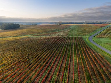 Bordeaux üzüm bağları, Bordeaux üzüm bağları, sonbaharda gündoğumunda Bordeaux üzüm bağları, Entre deux mers, Langoiran, Gironde çevresindeki sonbahar manzaraları. Yüksek kalite fotoğraf