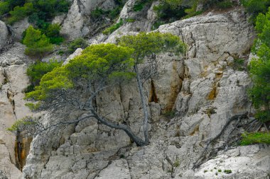 Marsilya, Fransa - 9 Haziran 2024: Provence, Calanques Ulusal Parkı 'nda En-Vau' lu Calanque, bir tekne turunda görüldü.