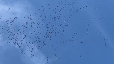 Fransa 'nın Gironde şehrinde kışın güneşli bir günde mavi gökyüzünde uçan bir grup ortak turna. Yüksek kalite 4k görüntü