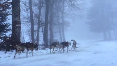 Kızak köpekleri, çok sayıda binici köpek kış ormanında koşar, Köpekler koşum takımı ve kızak çekerek neşeyle koşar. Kış eğlencesi, yüksek kalite 4K görüntü