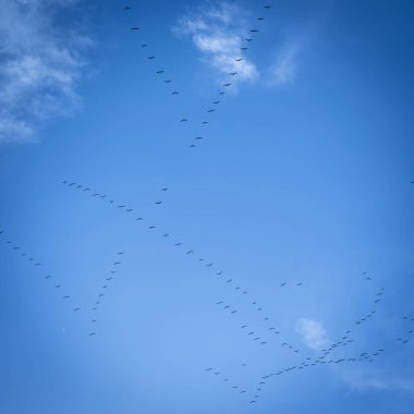 Fransa 'nın Gironde şehrinde kışın güneşli bir günde mavi gökyüzünde uçan bir grup ortak turna. Yüksek kalite 4k görüntü