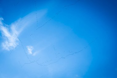 A group of Common Cranes flying blue sky, sunny day in winter in Gironde,France. High quality 4k footage clipart