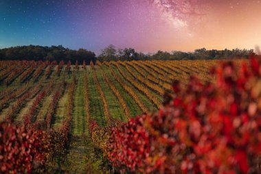 Geceleyin yıldızlı üzüm tarlası, sonbaharda Bordeaux Wineyard, Fransa. Yüksek kalite fotoğraf