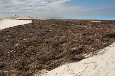 Biscarosse 'un kumlu sahil şeridinde, yoğun kıyı bitkileri bu kırılgan çevreye karşı ekolojik kaymaları ve potansiyel tehlikeleri gösteren kumulları kaplıyor..