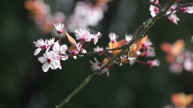 Çiçekler, çiçek açan ağaçlarla bahar zamanı, yüksek kaliteli 4K görüntüler.