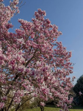 Magnolia ağacı parlak mavi bir gökyüzünün arkaplanına karşı canlı pembe çiçekler sergiliyor. Bu da baharın sakin bir bahçeye gelişini simgeliyor..