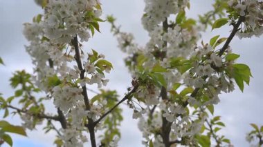 Rüzgarın açtığı kiraz çiçekleri, yüksek kaliteli 4K görüntüler.
