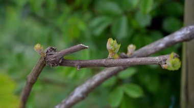 Asma tomurcuğu, budding sarmaşık yaprakları ilkbaharın erken saatlerinde Bordeaux üzüm bağlarının büyümesi ve yenilenmesini ön plana çıkarıyor.