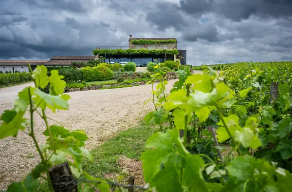 Saint-Emilion 'daki Pavie-Macquin Şatosu' nun, dramatik bulutlarla dolu bir gökyüzünün altında, canlı bağlarla çevrili, görkemli manzarasını keşfediyorum..