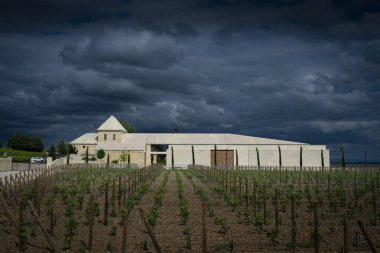 Bordeaux, Saint-Emilion 'daki Chateau Belai-Monnange üzüm bağlarına bahar hayat veriyor. Üzüm bitkileri, karamsar bir gökyüzünün altında, üzüm bağlarının vaatlerini ima ederek araziye yayılıyor..
